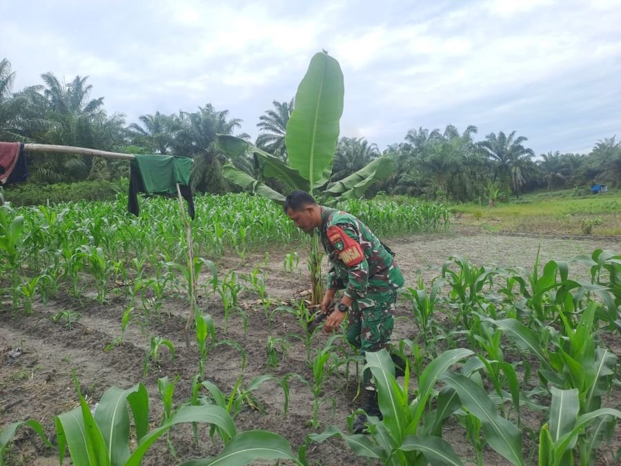 JAGA KESEHATAN TANAMAN, SERTU JONI RAFDAL LAKSANAKAN PERAWATAN DI DEMPLOT ECOPARK