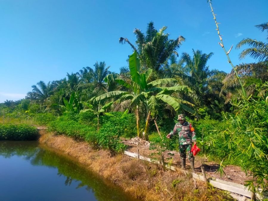 Babinsa Mandau Rawat Tanaman Ecopark Simpang Bangko