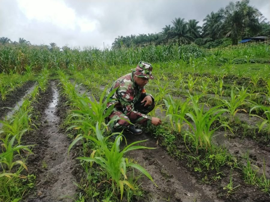 Jaga Kesuburan Tanaman, Koptu Mukshin Khan Lakukan Perawatan di Lokasi Demplot