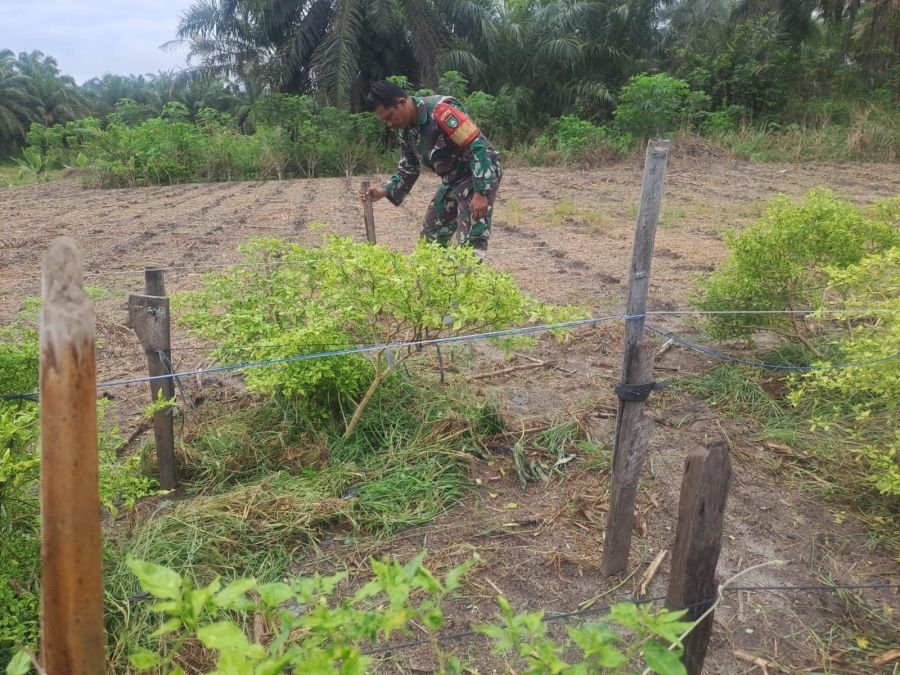 Jaga Kesuburan Tanaman, Sertu Joni Rafda Rawat Lahan Ecopark Simpang Bangko Perkuat Ketahanan Pangan