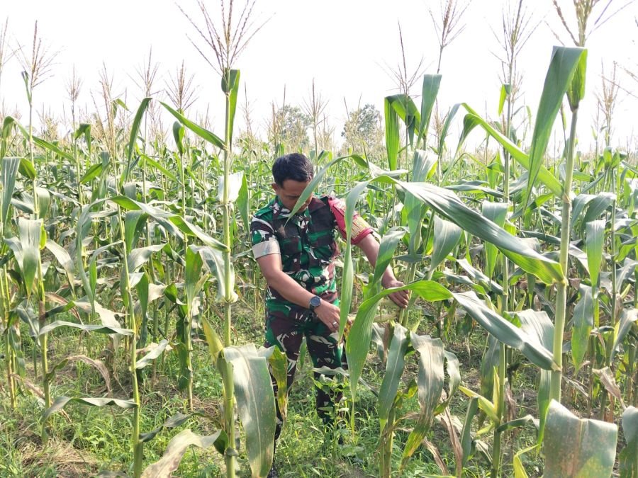 Jaga Ketahanan Pangan, Serda Zulkarnain Lakukan Perawatan Tanaman di Ecopark Simpang Bangko