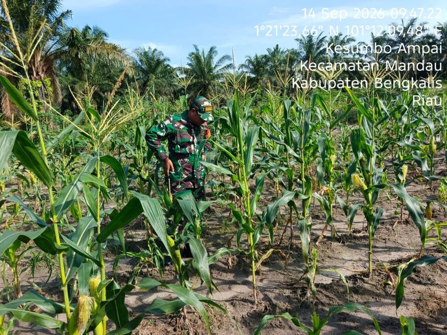 Jaga Ketahanan Pangan, Sertu Awaludin Lakukan Perawatan Tanaman di Ecopark Simpang Bangko