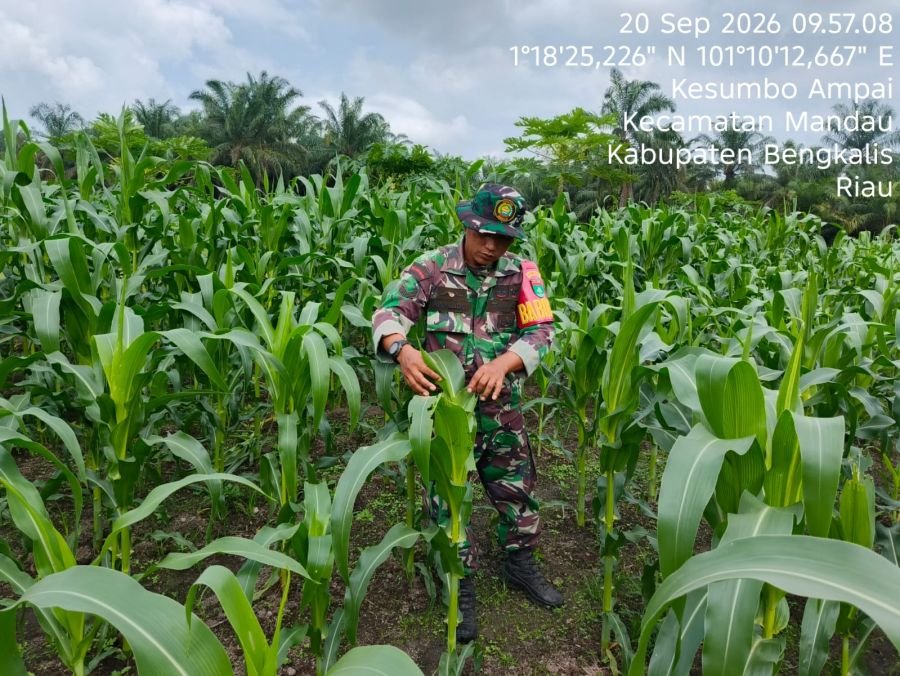 Jaga Pertumbuhan Optimal, Sertu Awaluddin Rawat Tanaman Jagung di Lokasi Demplot Ecopark