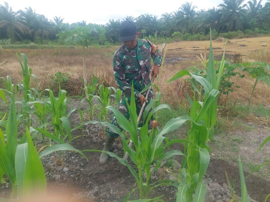 Jaga Pertumbuhan, Serda D Simanjuntak Lakukan Perawatan Tanaman Jagung di Ecopark