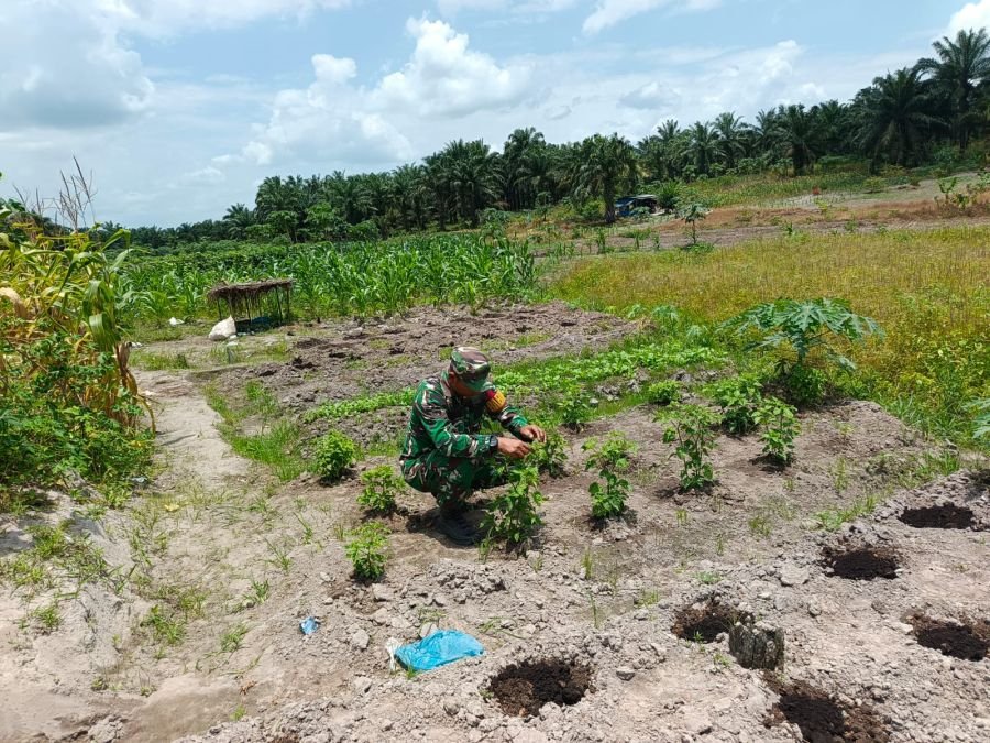 JAGA PERTUMBUHAN TANAMAN, SERTU AWALUDDIN LAKSANAKAN PERAWATAN DI ECOPARK SIMPANG BANGKO