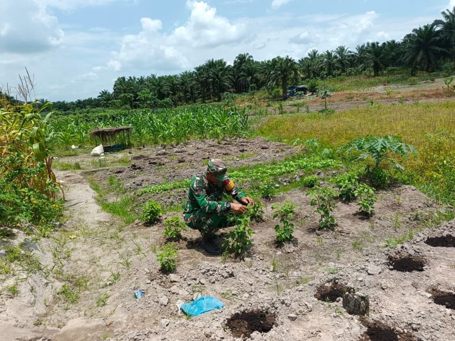 Jaga Produktivitas Ecopark, Sertu Awaluddin Lakukan Perawatan Tanaman di Simpang Bangko
