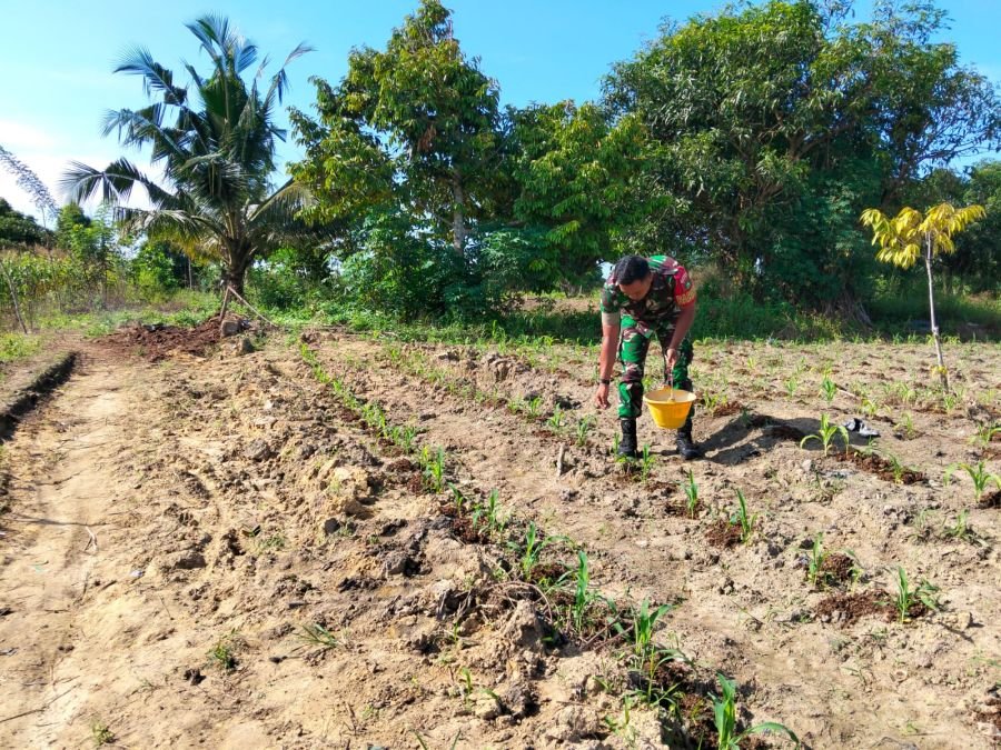 Jaga Produktivitas Lahan, Serda Zulkarnain Rawat Tanaman di Demplot Bathin Solapan Perkuat Ketahanan