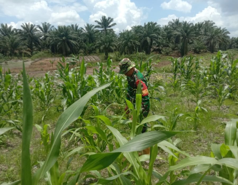 Jaga Produktivitas Lahan, Serka Handoko Rawat Tanaman di Ecopark. Perkuat Ketahanan Pangan