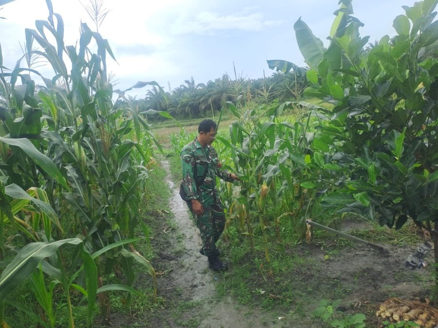 Jaga Produktivitas Lahan, Sertu Joni Rafdal Rawat Tanaman di Demplot Posramil Bathin Solapan