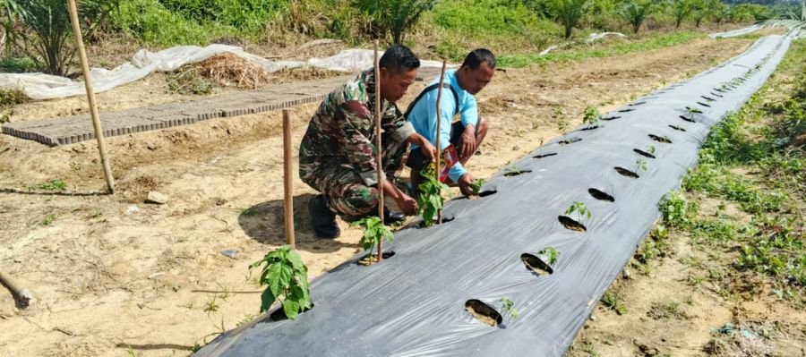 Jalin Sinergitas dengan Petani, Serka Supriono Lakukan Penanaman Bibit Cabai di Desa Sungai Sirih