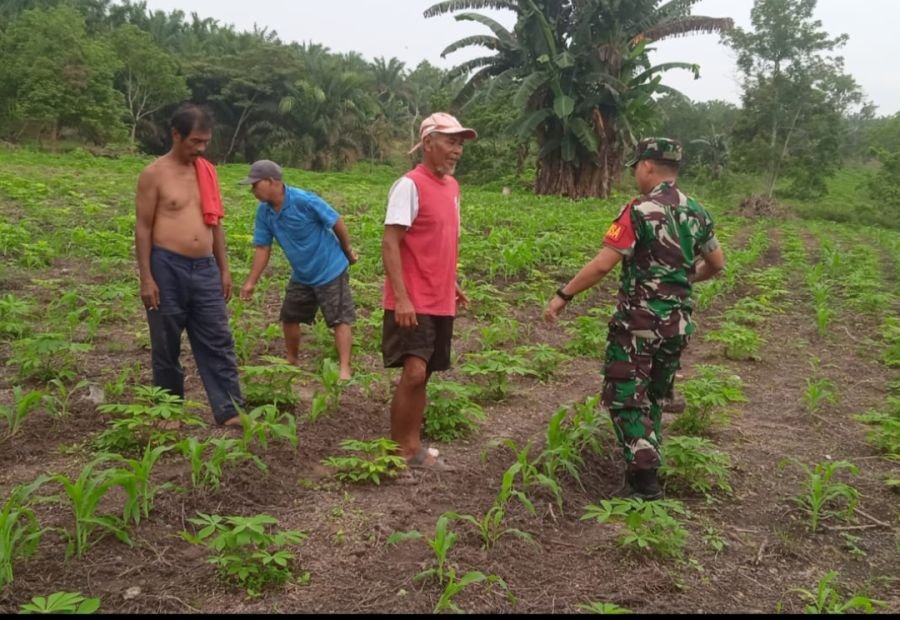 Judul Utama
Babinsa Koramil 09/Langgam Monitor Harpangan Milik Warga di Desa Simpang Beringin