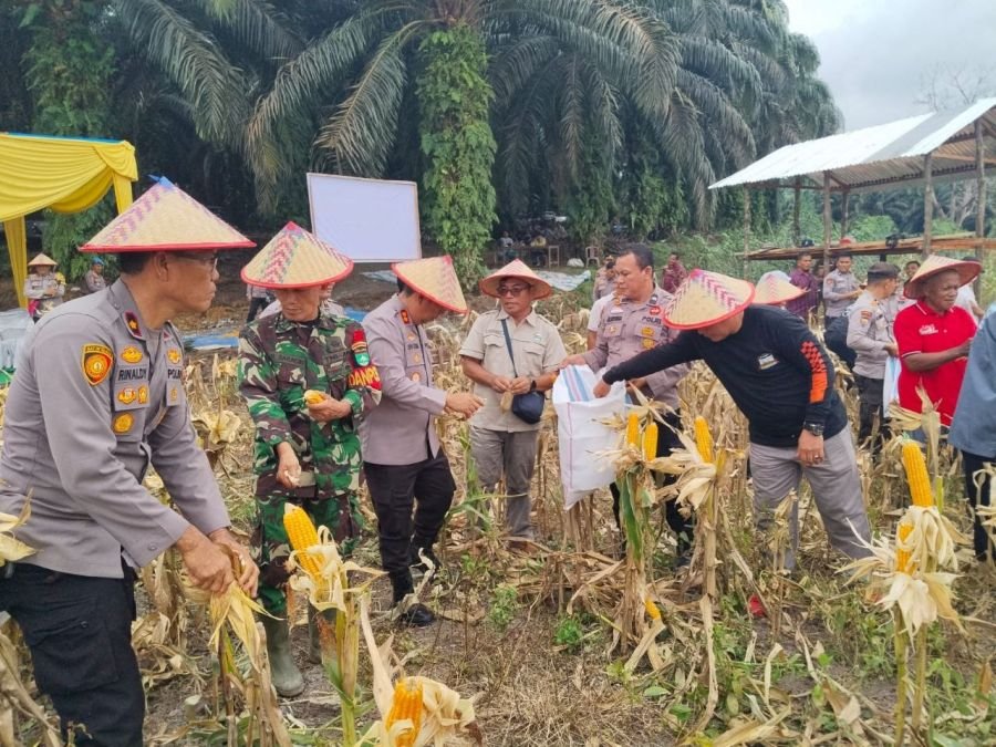 Kapolres dan Babinsa Koramil 04/ Pkl.Kuras Panen Jagung di Desa Betung