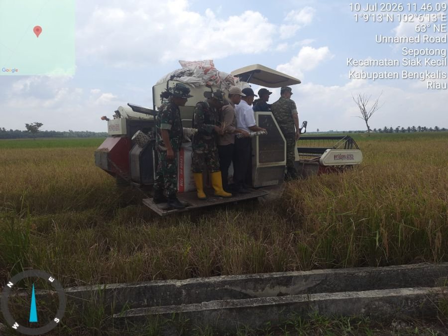 Kasdim 0303/Bengkalis Dampingi Kasiter Korem 031/WB Tinjau Kesiapan Panen Raya Padi di Desa Sepotong
