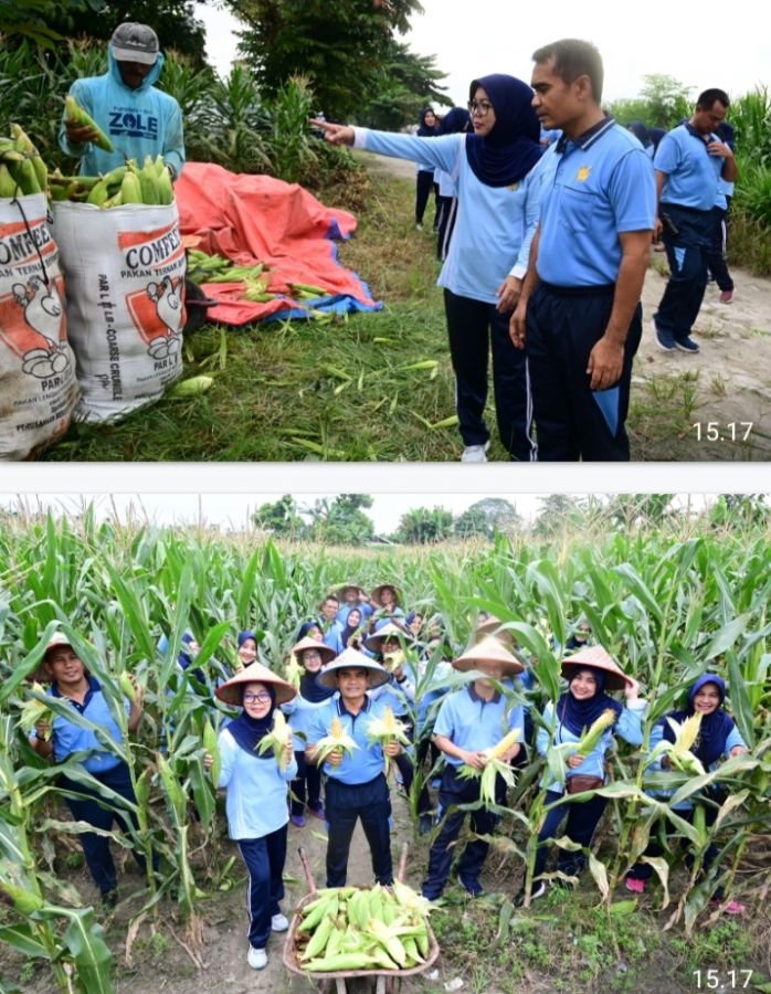 Kebun Mustang Lanud Roesmin Nurjadin Kembali Panen Raya Jagung