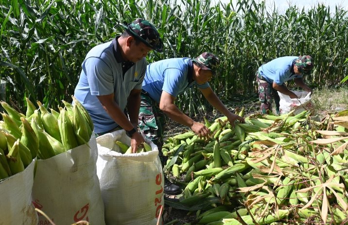 Kebun Mustang Lanud RSN Panen Jagung Manis, Perkuat Program Ketahanan Pangan
