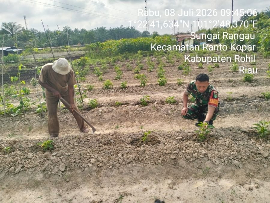 Kegiatan Pendampingan Ketahanan Hanpangan di Wilayah Koramil 0321-02/TP