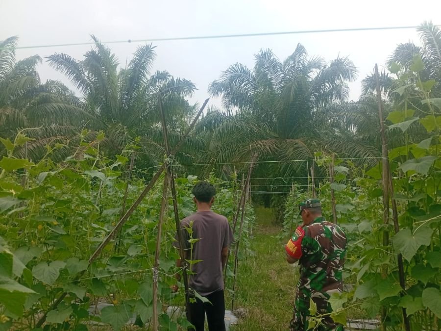 Ketahanan Pangan Kubu Digenjot, Babinsa Dampingi Petani Rawat Timun
