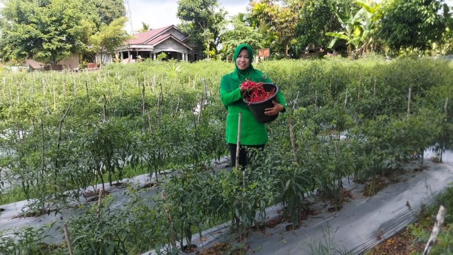 Kisah Inspirarif Ibu Persit asal Kepulauan Meranti, Garap Lahan Kosong  jadi Lumbung Pangan