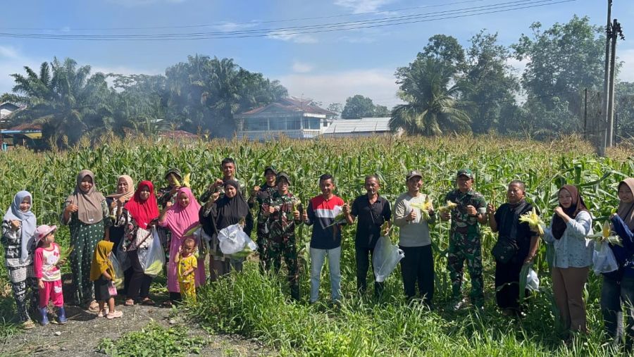 Kompi Markas Yonif TP 850/SC Panen Raya Bersama Kades Pandan Wangi