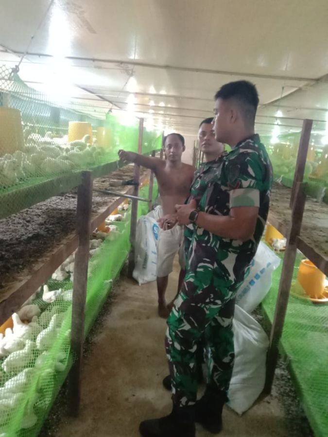 Kompi Markas Yonif TP 850/SC Pelajari Budidaya Ayam Potong di Desa Pandan Wangi
