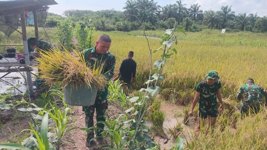 Kompi Pertanian Yonif TP 850/SC Bantu Warga Panen Padi