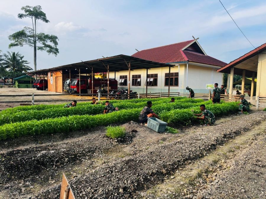 Kompi Pertanian Yonif TP 953 Maksimalkan Lahan dengan Penanaman Kangkung