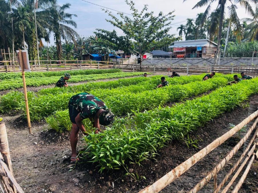 Kompi Pertanian Yonif TP 953 Panen Kangkung, Perkuat Ketahanan Pangan