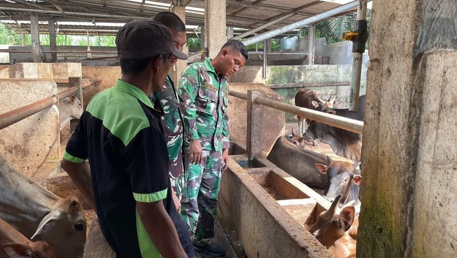 Kompi Peternakan Yonif TP 850/SC Dalami Ilmu Beternak Sapi Warga