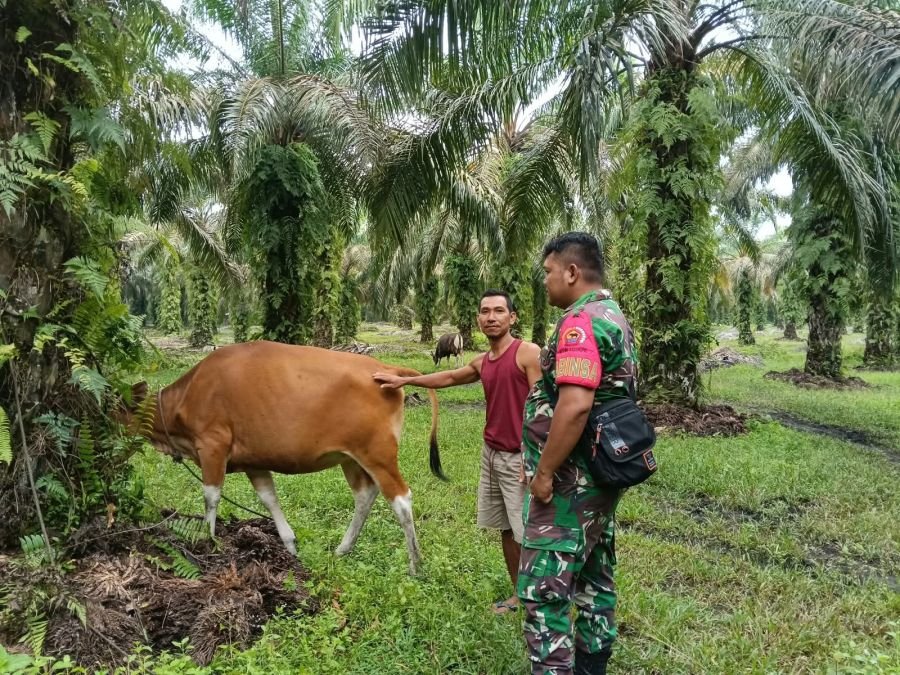 Komsos dengan Peternak Sapi, Babinsa Berharap Peternakan di Wilayah Bisa Berkembang*