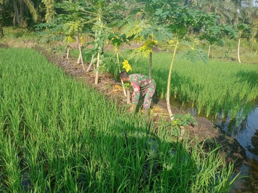 Konsisten Dukung Ketahanan Pangan, Sertu Sutiman Rawat Tanaman di Ecopark Simpang Bangko