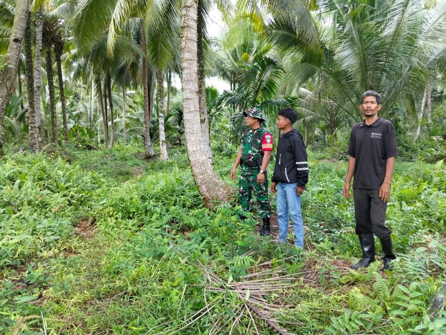 KOPDA RAJA SIHOTANG Babinsa Koramil 06/KTM Melaksanakan kegiatan patroli tapal batas