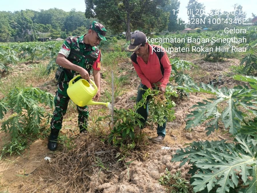 Koptu Dani Setiabudi Babinsa Koramil 0321-03/Bgs Rohil Kembali Tanam Pohon Penghijauan 