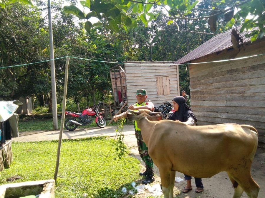 Koptu Irwan Lakukan Pengecekan Kesehatan Sapi Bali Milik Warga di Desa Pulau Busuk Jaya