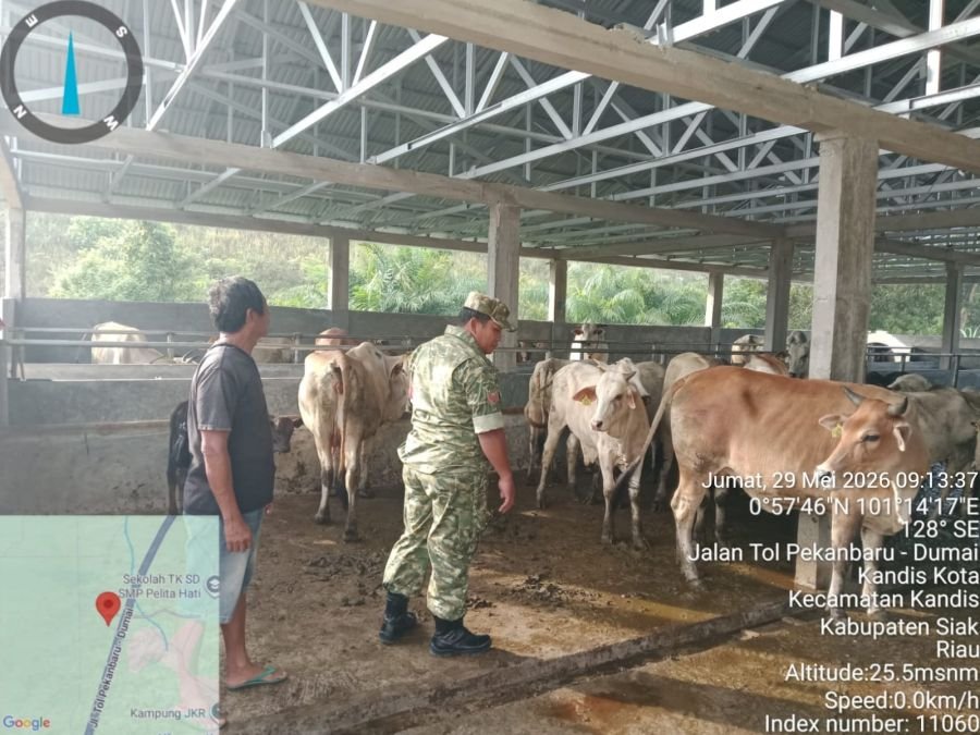 Koptu Sitohang Perketat Pengawasan Vaksinasi PMK di Kandis