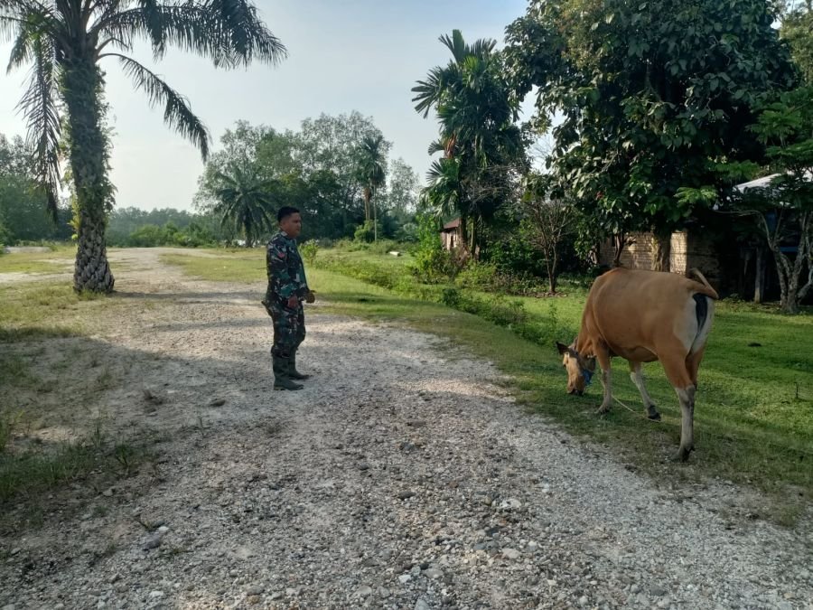Koramil 02 Sungai Apit Dampingi Penyemprotan PMK di Dusun Pusaka