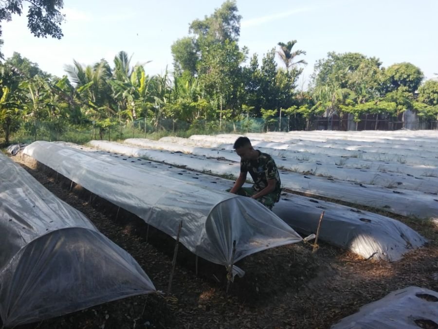 Koramil 02 TEBING TINGGI Bergerak Untuk Mendukung kegiatan Ketahanan pangan