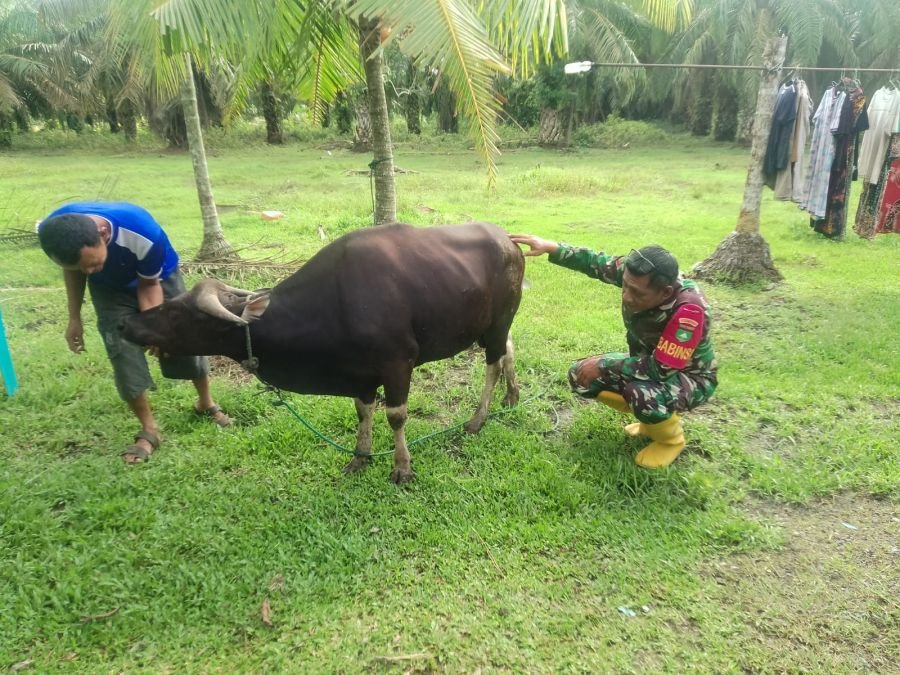 Koramil 02/Sungai Apit Dampingi Penyemprotan PMK di Teluk Mesjid
