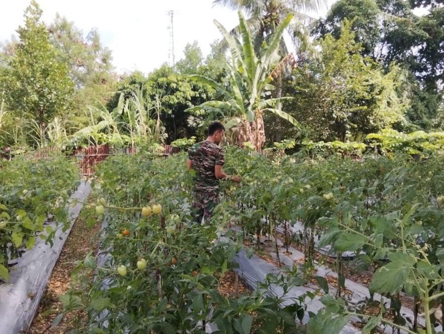 Koramil 02/Tebing Tinggi Panen Perdana 60 Kg Tomat di Program Hanpangan Tumpangsari