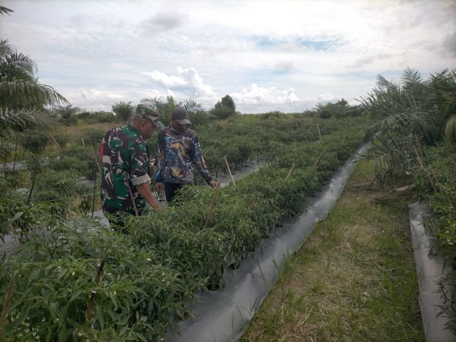 Koramil 0321-04/Kubu Dorong Ketahanan Pangan, Lakukan Pendampingan Petani Cabe Besar