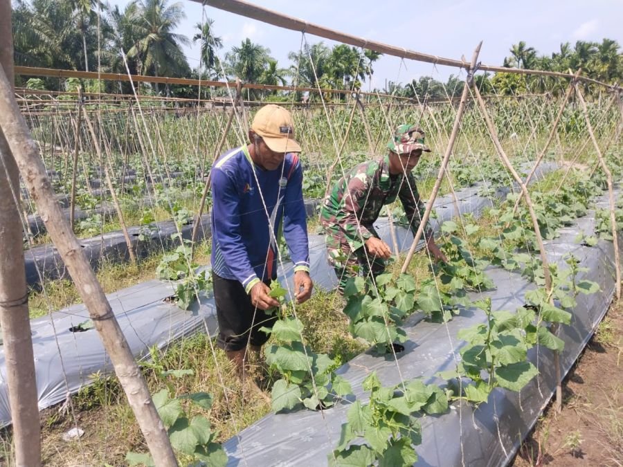 Koramil 03/Sungai Sembilan Sosialisasikan Larangan Karhutla Sambil Dampingi Budidaya Mentimun Warga
