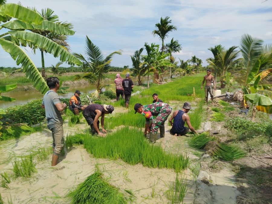 Koramil 04 kubu Dampingi Petani Kubu Tanam Perdana Padi di Lahan 2 Hektare
