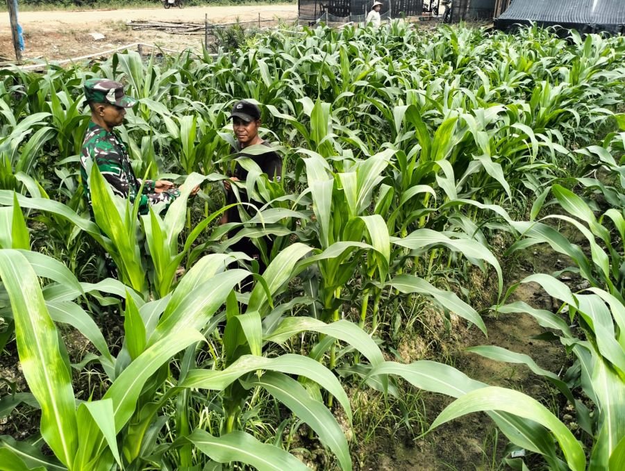 Koramil 04 Kubu Turun Lapangan, Produktivitas Jagung Sungai Daun Dijaga