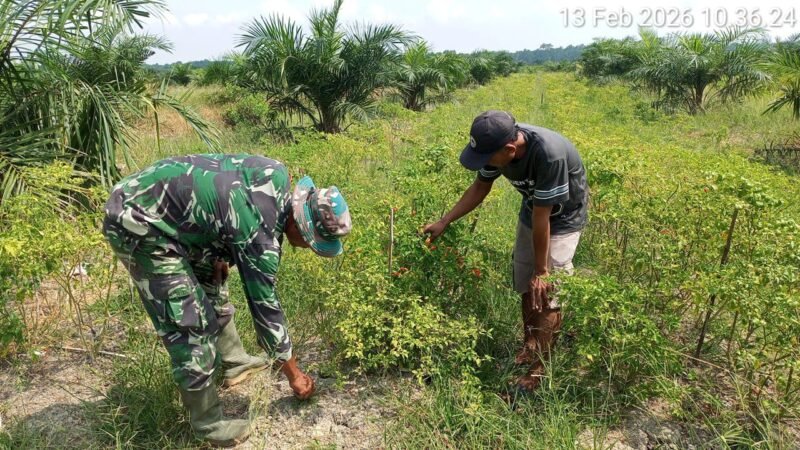 Koramil 04/Kubu Dorong Ketahanan Pangan, lakukan pendampingan kepada petani Cabe Besar