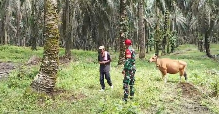 Babinsa Tambusai Periksa 250 Sapi, Cegah PMK dan LSD