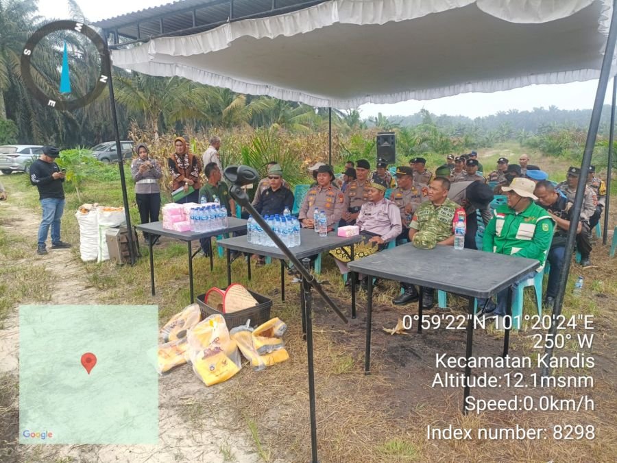 Koramil Kandis Hadiri Panen Jagung Kelompok Tani Ayu Makmur di Jambai Makmur