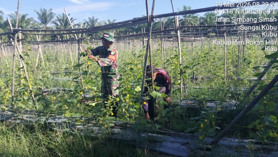 Koramil Kubu Perkuat Ketahanan Pangan Lewat Pendampingan Petani
