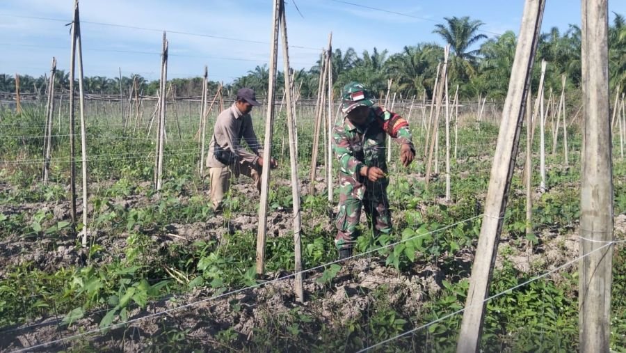 Koramil Kubu Perkuat Ketahanan Pangan Lewat Pendampingan Intensif Petani