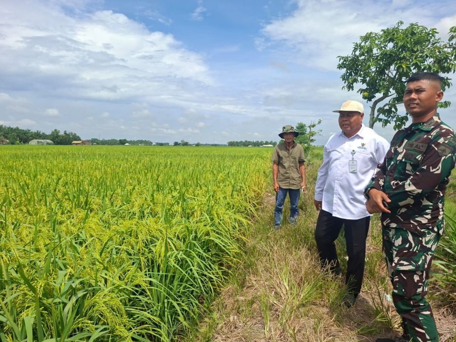 Kunjungan Bersama di Lumbung Pangan Bungaraya, Brigif TP 89/GG Tegaskan Dukungan Ketahanan Pangan