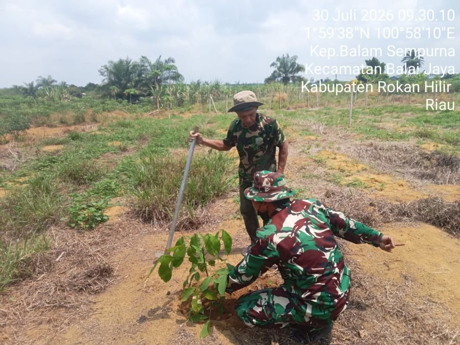 Lestarikan Alam, Babinsa Koramil 0321-03/Bgs Rohil  Laksanakan Penghijauan