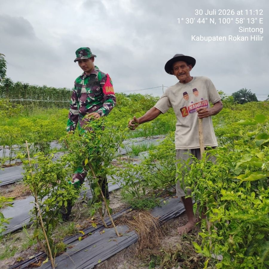 Melaksanakan Kegiatan Pendampingan Hanpangan di wilayah Koramil 02/TP